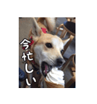 登山犬 茶々丸（個別スタンプ：9）