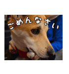 登山犬 茶々丸（個別スタンプ：10）