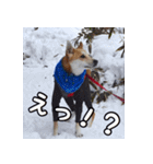登山犬 茶々丸（個別スタンプ：11）