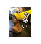 登山犬 茶々丸（個別スタンプ：12）