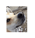 登山犬 茶々丸（個別スタンプ：13）
