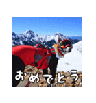 登山犬 茶々丸（個別スタンプ：14）