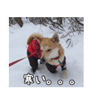 登山犬 茶々丸（個別スタンプ：15）