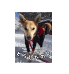 登山犬 茶々丸（個別スタンプ：16）