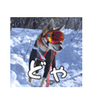登山犬 茶々丸（個別スタンプ：17）