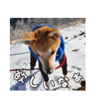登山犬 茶々丸（個別スタンプ：18）