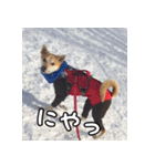 登山犬 茶々丸（個別スタンプ：19）