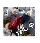 登山犬 茶々丸（個別スタンプ：20）