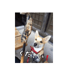 登山犬 茶々丸（個別スタンプ：21）