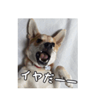 登山犬 茶々丸（個別スタンプ：22）