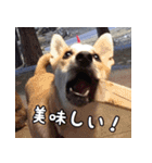 登山犬 茶々丸（個別スタンプ：23）