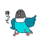 ボタンインコです。（個別スタンプ：11）