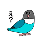 ボタンインコです。（個別スタンプ：13）