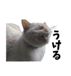 笹かま猫スタンプ（個別スタンプ：4）