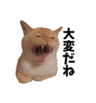 笹かま猫スタンプ（個別スタンプ：5）