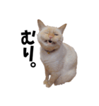 笹かま猫スタンプ（個別スタンプ：6）