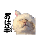 笹かま猫スタンプ（個別スタンプ：10）