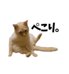 笹かま猫スタンプ（個別スタンプ：12）