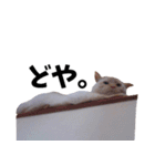 笹かま猫スタンプ（個別スタンプ：15）