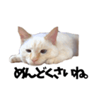 笹かま猫スタンプ（個別スタンプ：18）