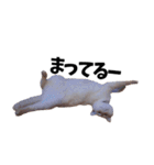 笹かま猫スタンプ（個別スタンプ：19）