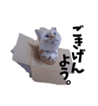 笹かま猫スタンプ（個別スタンプ：23）