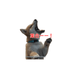 柴犬はちの、 幼い頃のつぶやき 3.5.8（個別スタンプ：2）