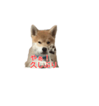 柴犬はちの、 幼い頃のつぶやき 3.5.8（個別スタンプ：3）