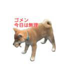 柴犬はちの、 幼い頃のつぶやき 3.5.8（個別スタンプ：4）