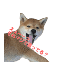 柴犬はちの、 幼い頃のつぶやき 3.5.8（個別スタンプ：6）