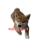 柴犬はちの、 幼い頃のつぶやき 3.5.8（個別スタンプ：7）