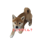 柴犬はちの、 幼い頃のつぶやき 3.5.8（個別スタンプ：8）