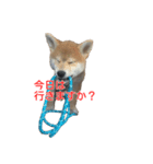 柴犬はちの、 幼い頃のつぶやき 3.5.8（個別スタンプ：9）