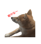 柴犬はちの、 幼い頃のつぶやき 3.5.8（個別スタンプ：11）