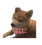 柴犬はちの、 幼い頃のつぶやき 3.5.8（個別スタンプ：12）