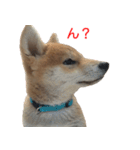 柴犬はちの、 幼い頃のつぶやき 3.5.8（個別スタンプ：13）
