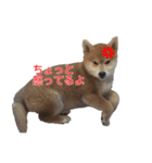 柴犬はちの、 幼い頃のつぶやき 3.5.8（個別スタンプ：14）