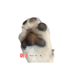 柴犬はちの、 幼い頃のつぶやき 3.5.8（個別スタンプ：15）