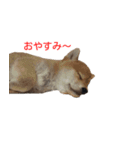 柴犬はちの、 幼い頃のつぶやき 3.5.8（個別スタンプ：16）