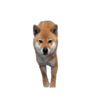 柴犬ななの、 私をLINEに連れてって！3.5.8（個別スタンプ：1）