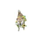 柴犬ななの、 私をLINEに連れてって！3.5.8（個別スタンプ：2）