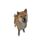 柴犬ななの、 私をLINEに連れてって！3.5.8（個別スタンプ：3）
