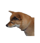 柴犬ななの、 私をLINEに連れてって！3.5.8（個別スタンプ：4）