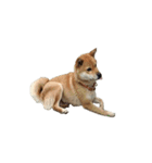 柴犬ななの、 私をLINEに連れてって！3.5.8（個別スタンプ：5）