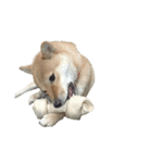柴犬ななの、 私をLINEに連れてって！3.5.8（個別スタンプ：6）