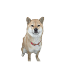 柴犬ななの、 私をLINEに連れてって！3.5.8（個別スタンプ：8）
