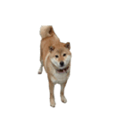 柴犬ななの、 私をLINEに連れてって！3.5.8（個別スタンプ：9）