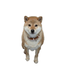 柴犬ななの、 私をLINEに連れてって！3.5.8（個別スタンプ：10）