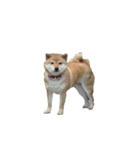 柴犬ななの、 私をLINEに連れてって！3.5.8（個別スタンプ：11）