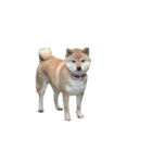 柴犬ななの、 私をLINEに連れてって！3.5.8（個別スタンプ：12）